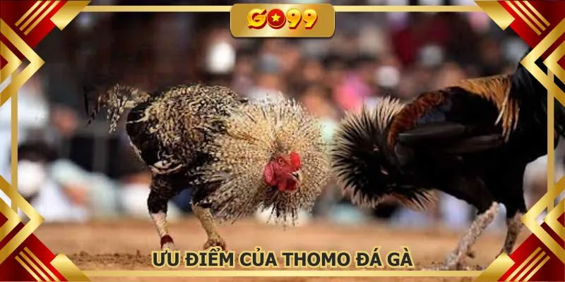 Thomo đá gà sở hữu nhiều ưu điểm